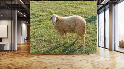 Sheeps in a meadow in the farm Wall mural