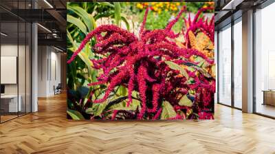 Amaranth plant Wall mural