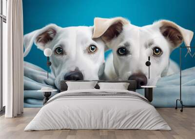 Two white dogs are laying down on a blue blanket together Wall mural