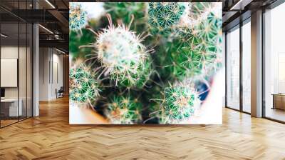 Small Cactus pot on whtie background bright light. Wall mural