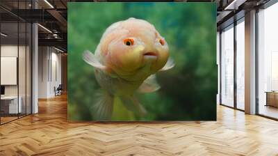 fish with cute face Wall mural