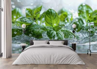 A splash of fresh basil leaves with vibrant green leaves in crystal-clear water, isolated on a white background Wall mural