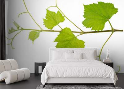 Grape leaf on white bacground, Green Greape leaf Isolate on white with clipping path. Wall mural