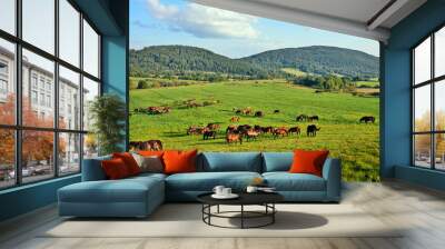 Horses grazing on field over grass, Low Beskids (Beskid Niski), Poland Wall mural