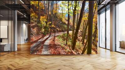 Vivid october day in colorful forest. Autumn forest scenery with country road of fall leaves and warm light illuminating the gold foliage.  Wall mural