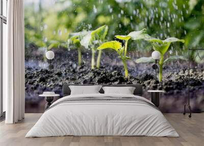 Cucumber sprouts in the field and farmer  is watering it;   seedlings in the farmer's garden , agriculture, plant and life concept (soft focus, narrow depth of field) Wall mural