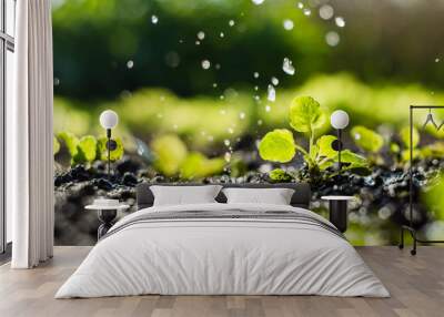 plant sprouts in the field and farmer is watering it; pansy seedlings in the farmer's garden , agric Wall mural