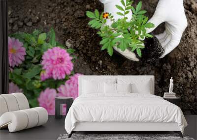 Woman is planting african marigold (tagetes)  seedlings in the flower garden, horticulture and the flower planting concept Wall mural