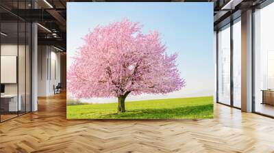 Flowering sakura tree cherry blossom. Single tree on the horizon with white flowers in the spring. Fresh green meadow with blue sky. Wall mural