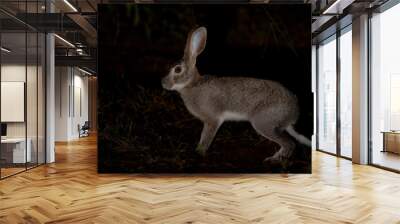 a scrub hare at night time Wall mural