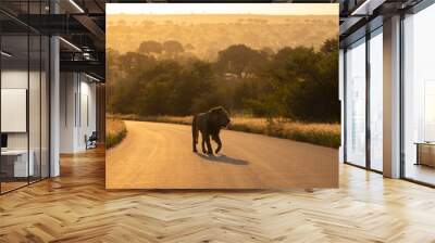 a silhouette of a male lion walking on the road early morning during the golden hour Wall mural