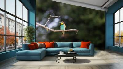 an European bee-eater perched Wall mural