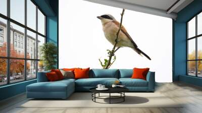 red-backed shrike Wall mural