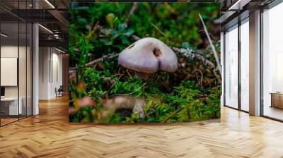 mushrooms and a wild forest environment Wall mural