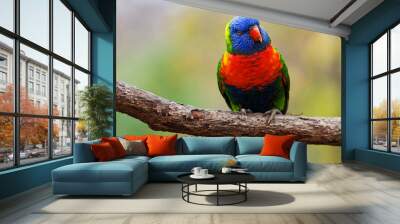 lori lorikeet Wall mural