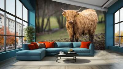 Portrait of a heifer cow from Scotland Wall mural