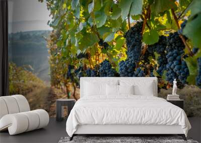 A row of ripe wine grapes ready for harvest at a vineyard in southern oregon Wall mural