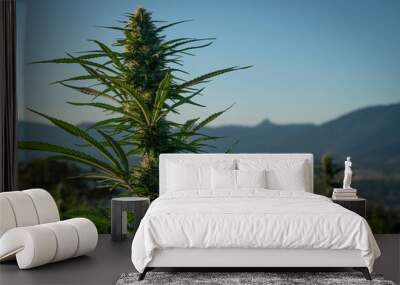 Close-up of marijuana flower bud on a farm in the hills above Ashland Oregon on a beautiful summer morning Wall mural