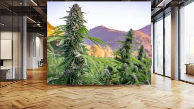 marijuana bud in full flower ready for harvest with beautiful mountains in the background at a hemp  Wall mural