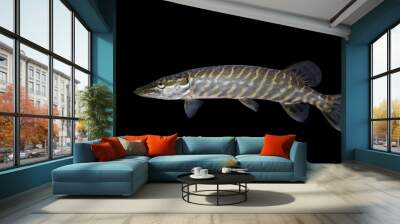 The northern pike (Esox lucius)  Wall mural