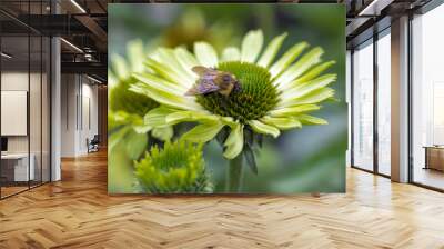 Bumblebee on Yellow Flower Wall mural