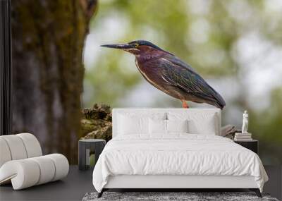 Green Heron Wall mural