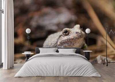 Selective closeup of a canyon tree frog on a stone Wall mural