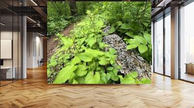 Vines on log Wall mural