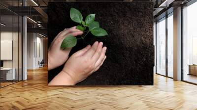 Hands holding small tree for planting,Environment earth day concept. Wall mural