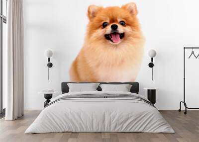 Pomeranian dog on a white background. Wall mural