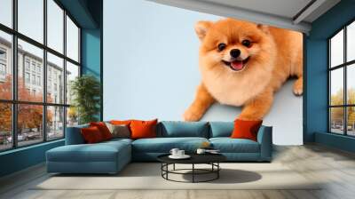 Pomeranian dog with blue backdrop.   Wall mural