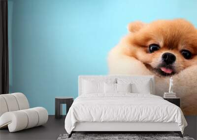 Pomeranian dog with blue backdrop. Wall mural