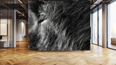 The nubby and uneven texture of an animals fur pictured up close. Black and white art Wall mural