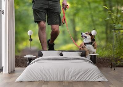 Dog on a walk in a forest on a leash Wall mural