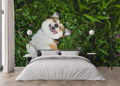 happy and funny, smiling welsh corgi pembroke dog laying down on a grass, with a tongue out, laying down on the back Wall mural