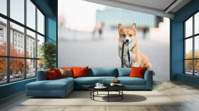 Happy welsh corgi pembroke dog portait holding a leash during a walk in the city center Wall mural