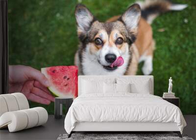 Welsh corgi Pembroke dog eating a watermelon Wall mural