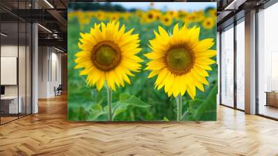 two sunflowers Wall mural