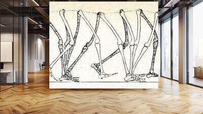 Human walking movements (W. Braune, O. Fisher) Wall mural