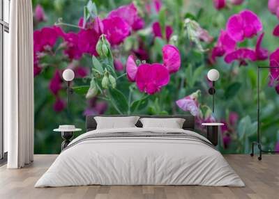 Pink purple wild sweet pea flowers on the summer lawn Wall mural