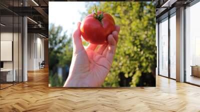 Woman holding fresh organic tomato in the hand on the natural green background. Summer, autumn harvesting concept. Close-up, selective focus  Wall mural