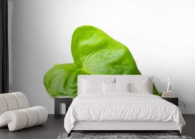 Fresh green leaves have a water drop on isolated white background. Wall mural