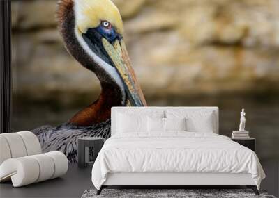 Brown pelican (Pelecanus occidentalis) Wall mural