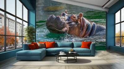 hippopotamus - (Hippopotamus amphibius) In the water Wall mural