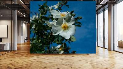 Beautiful roses Wall mural