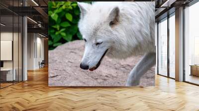 White wolf portrait walking on natural background Wall mural