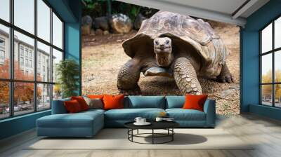 Aldabra giant tortoise Aldabrachelys gigantea in La Vanille Nature Park, Savanne, Mauritius Wall mural