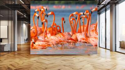 American aka Caribbean flamingos Phoenicopterus ruber at the lagoon of Celestun, Yucatan, Mexico Wall mural