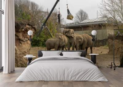 Elephants being fed from above in a wide outdoors area in Dublin Zoo, Ireland Wall mural