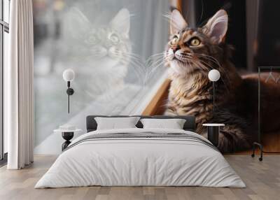 portrait of a beautiful adorable young maine coon kitten cat sitting on a window sill  with a reflection on glass Wall mural